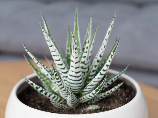 Haworthia Fasciata (Zebra Plant) The Best Succulent for Beginners