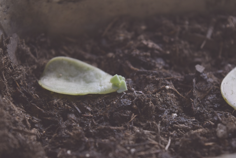 Why Dry Propagation Is the Ideal Method For Beginners