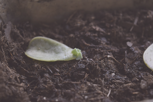 Why Dry Propagation Is the Ideal Method For Beginners