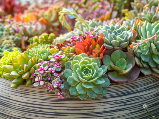 Common Problems for Succulents