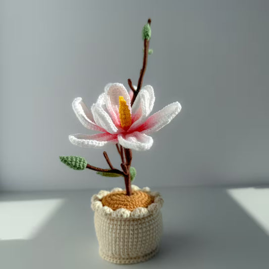 Magnolia Bloom