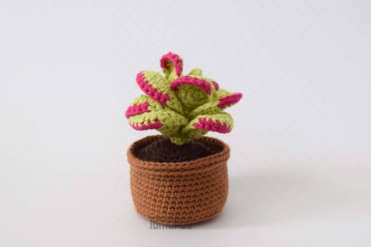 Crochet Flapjack Succulent Plant