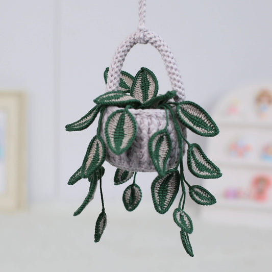 Trailing Hoya Vine